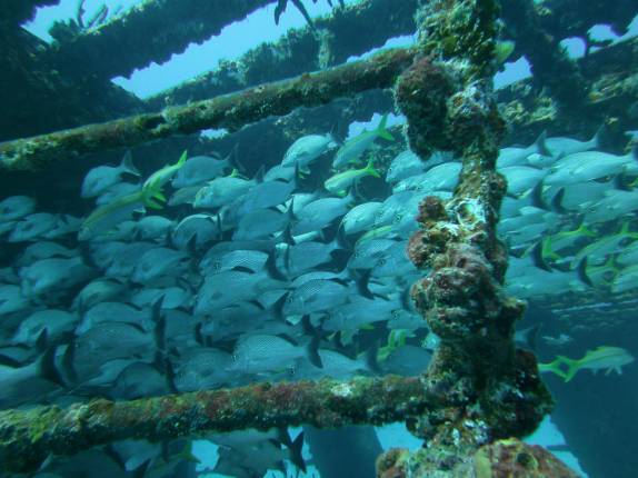 Muitos peixes em naufrágio em Isla Mujeres, no litoral do Yucatán, no sul do México